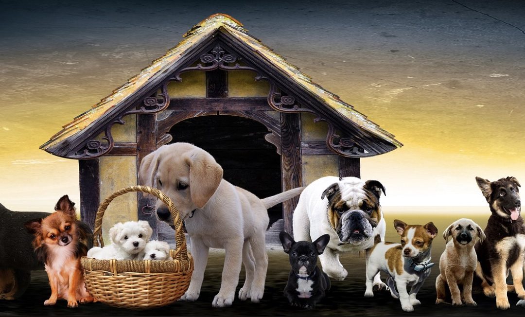 A Kennel Cough