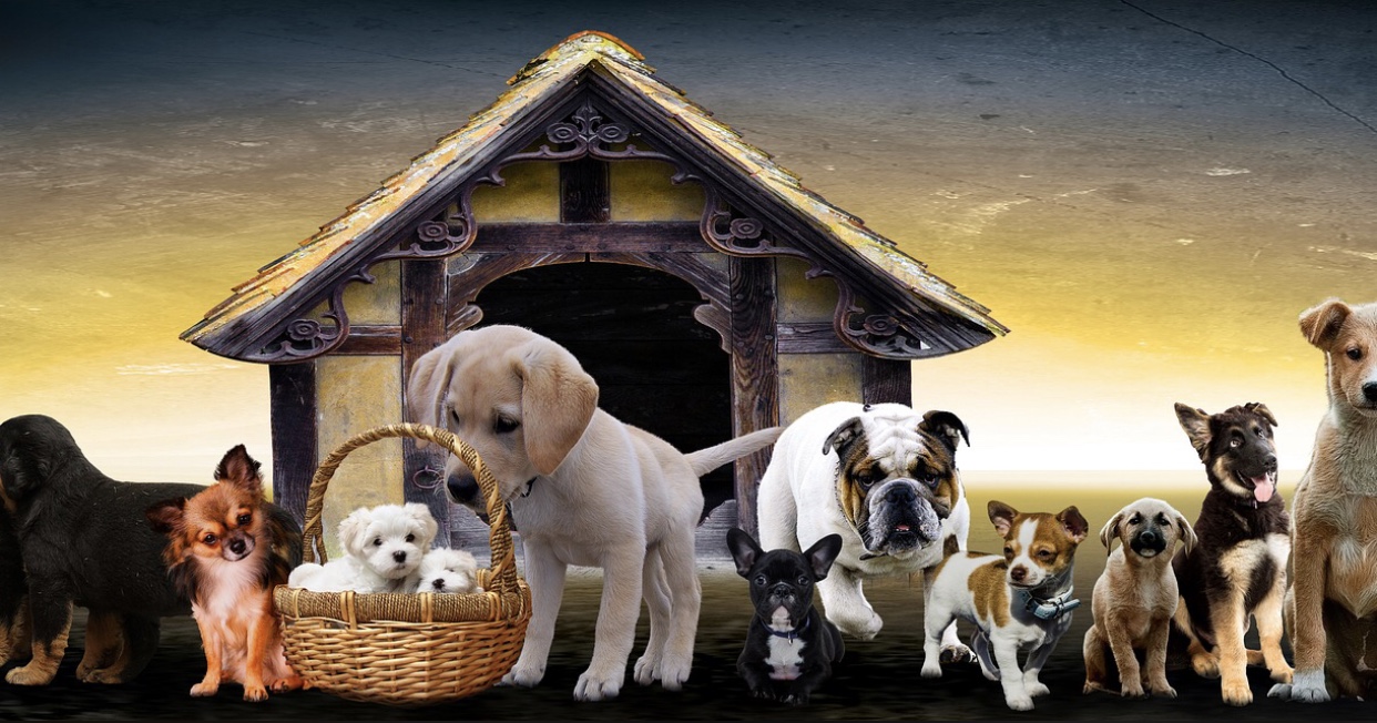 Kennel Cough