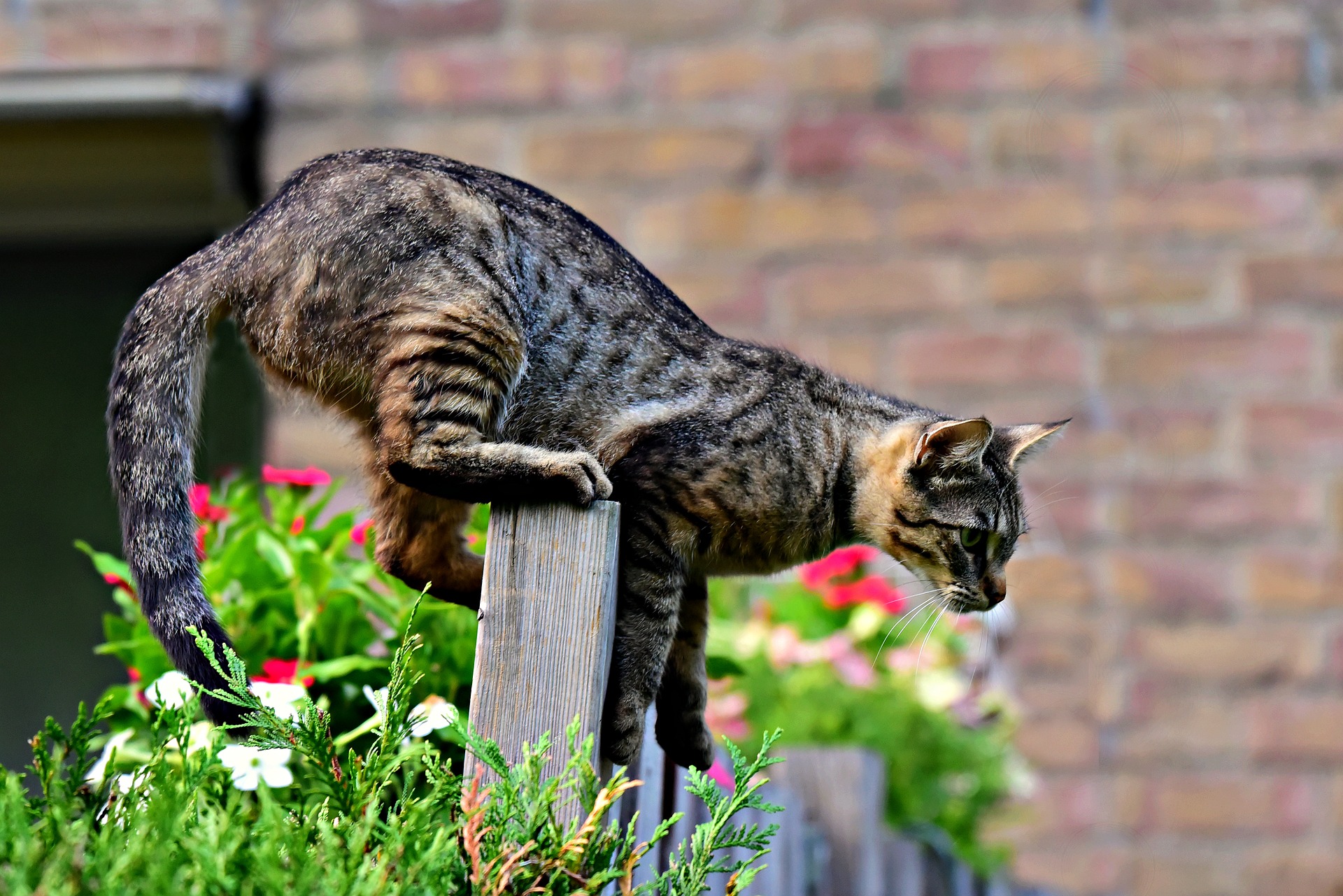 cat-3652662_1920 (1)