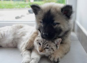 10 Tips to Keep Your Cat Happy Indoors