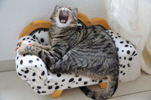 fun cat facts for kids