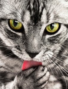 Cats, Nutrition and Raw Feeding