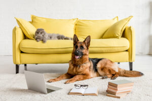 Compare Pet Insurance