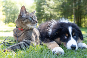 pawpaw-pet-insurance-kitty-and-doggo