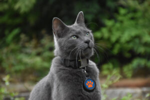 Cat tags