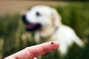 Ticks on my dog South Africa
