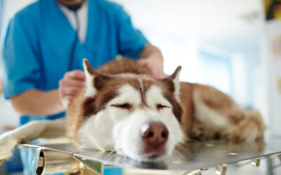 Understanding and Preventing Worm Infestations in Pets