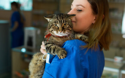 Some Signs That Your Cat May Be Secretly Sick