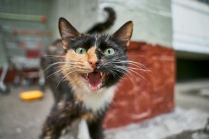 Why Does My Cat Sound Like a Pigeon? Understanding Cat Noises