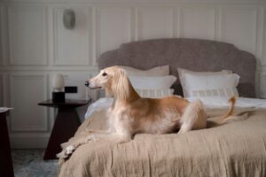 Is Your Dog Spoiled? Signs to Look For